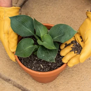 Growing Success Organic Slug Stop in plant pot