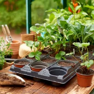 growing tray with 18 round pots and cuttings