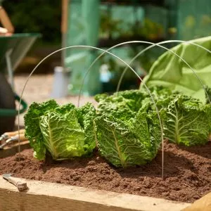 grow tunnel hoops in use