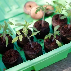 green half seed tray lifestyle