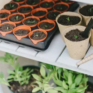 Half seed and cutting tray 20 pots