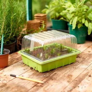 half seed tray with seedlings and lid
