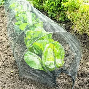 net grow tunnel on lettuce