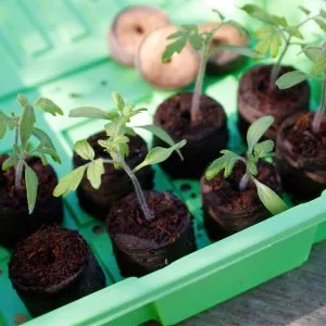 peat free compost disc in tray