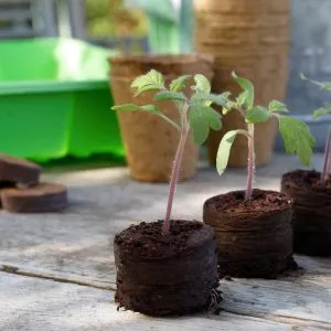 peat free compost disc growing