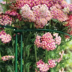 plant support hoop with flowers