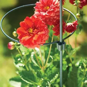 plant support stake with flower