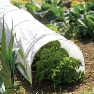 polythene grow tunnel on top of crops