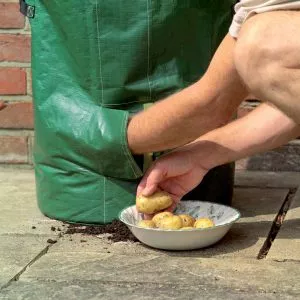 harvesting potatoes planter bag