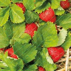 Protective Fruit & Crop Netting