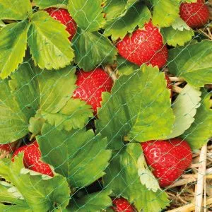 fruit and crop netting in use with strawberries