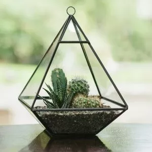 pyramid terrarium in window