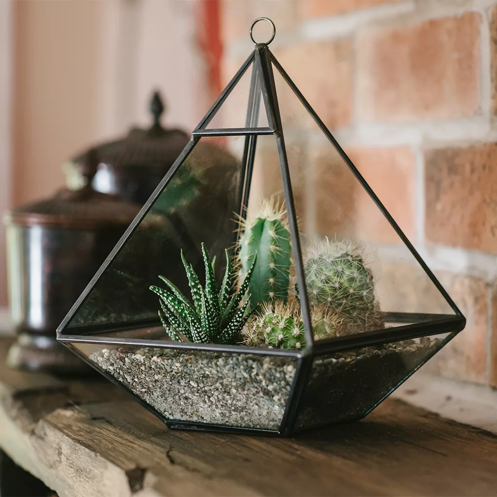 pyramid terrarium with cacti