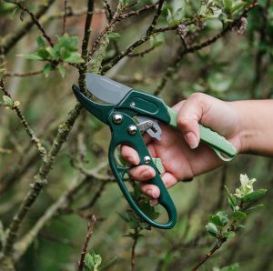 Gardener's Mate ratchet Secateurs in use