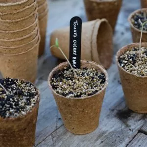 6cm round fibre pots growing