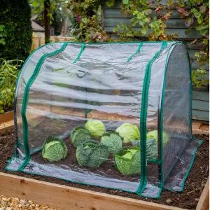 medium seedling cloche closed with cabbages