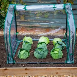 medium seedling cloche open with cabbages