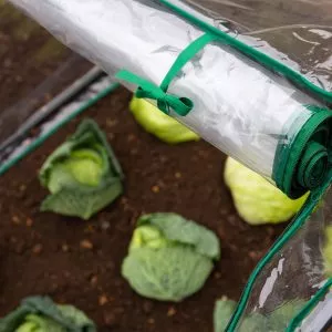 medium seedling cloche close up with cabbages