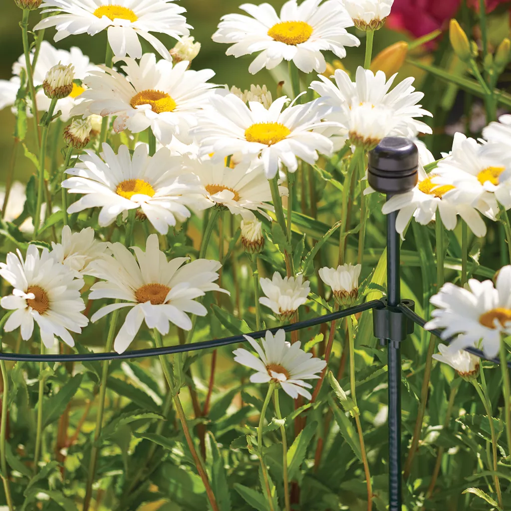 semiciricle support ring with daisies