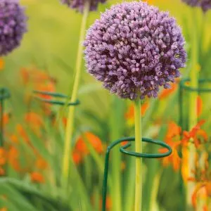 Single Stem Plant Support with allium