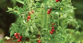 How best to care & protect your tomato plants