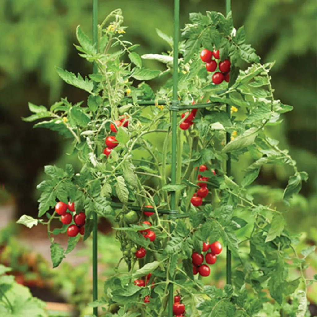 tomato cage plant support in use