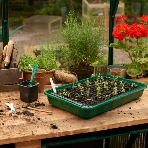 unheated propagator without lid growing