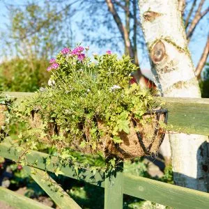 Blacksmith Wall Trough