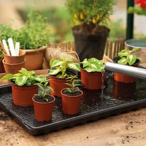 watering tray with plants