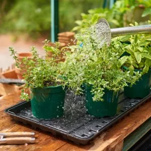 watering tray