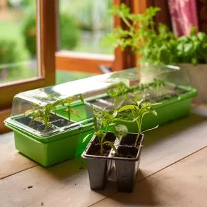 windowsill propagator set