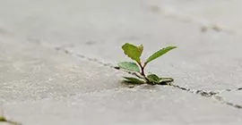 weeds on driveway