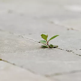 weeds on driveway