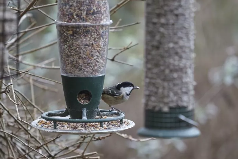 photographing birds