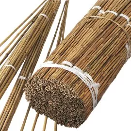 Bamboo Canes