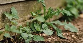 weeds in bed and border