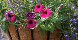 blacksmith hanging baskets