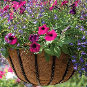 blacksmith hanging baskets