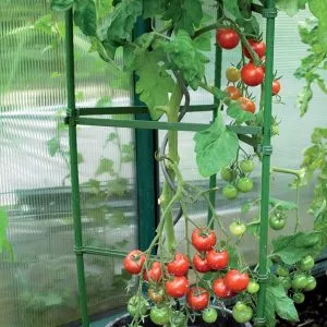 tomato support close up