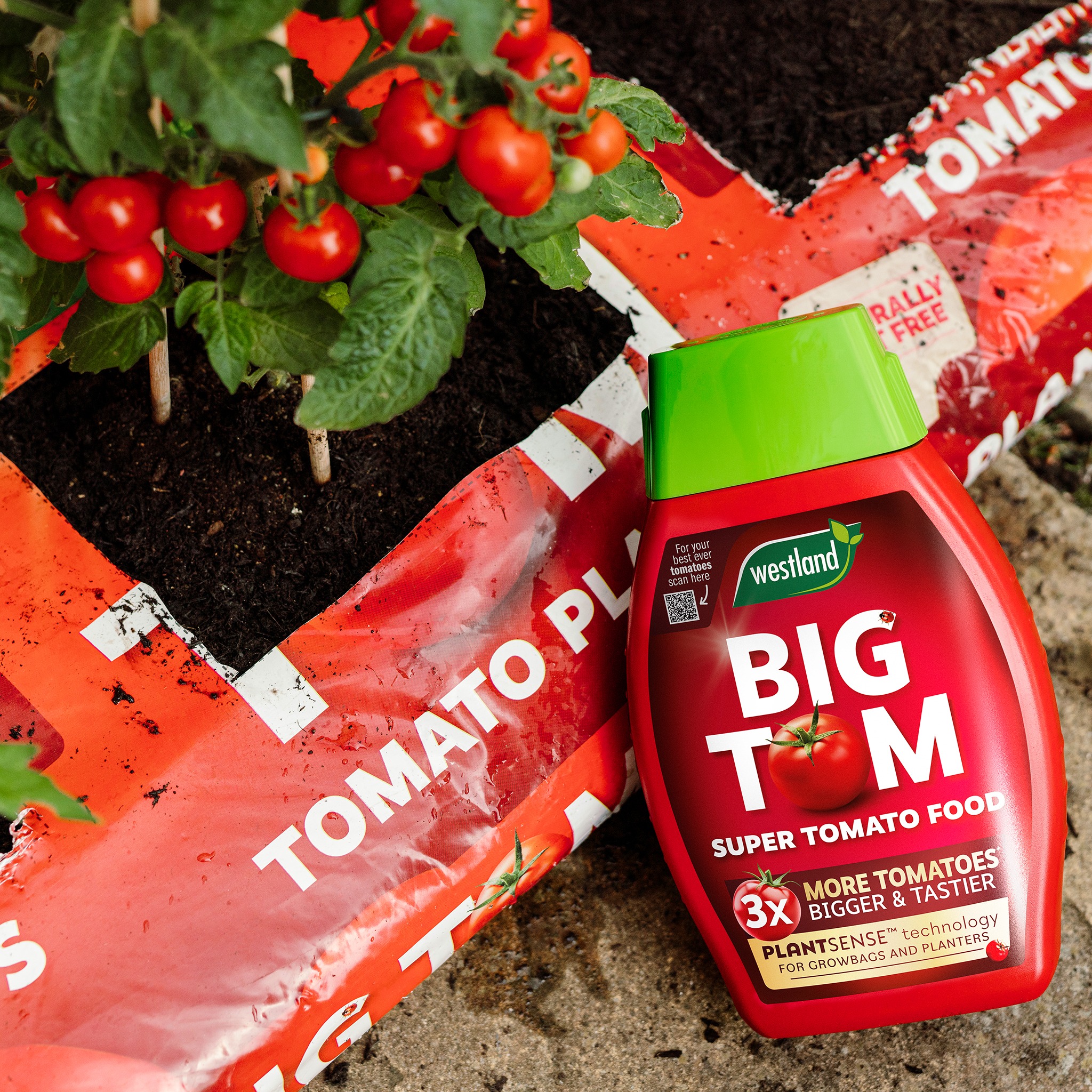 westlands big tom planter and food