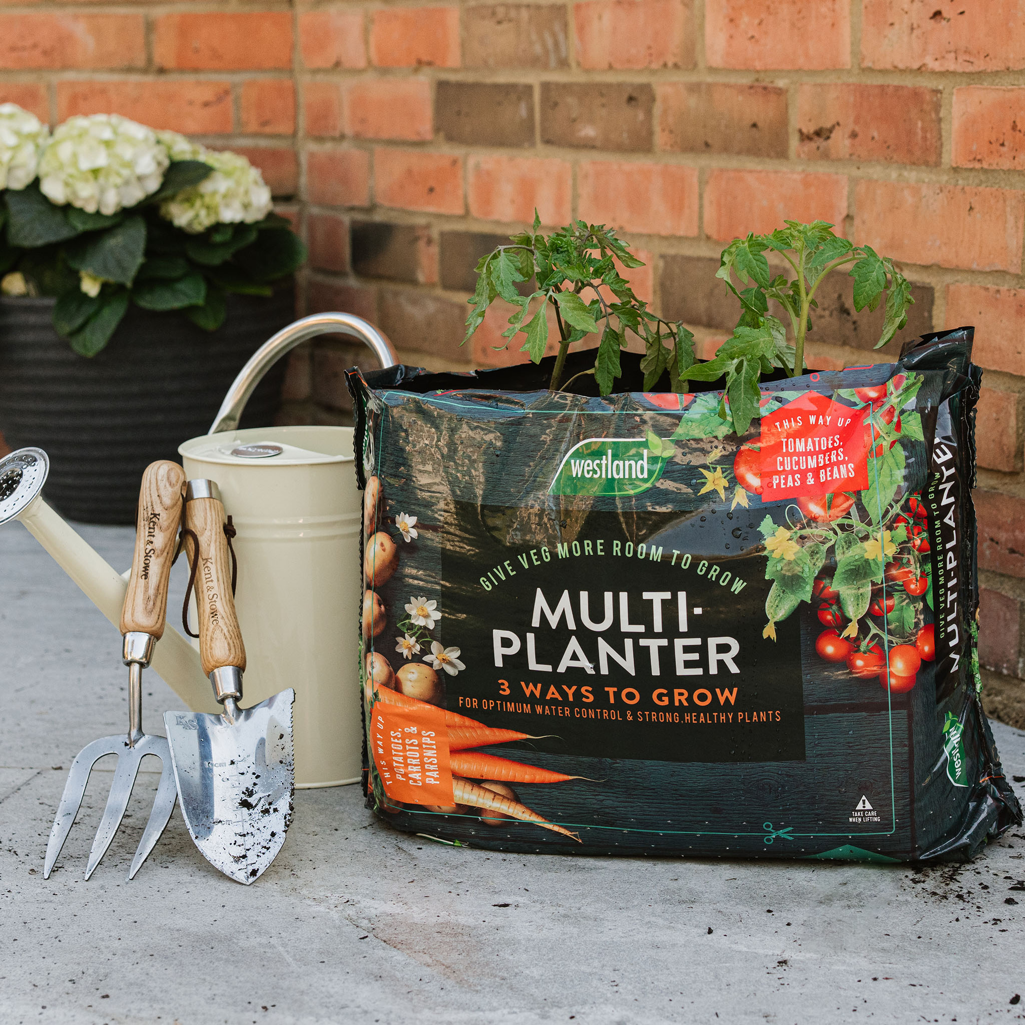 westland multiplanter planted up with carrots