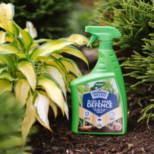 growing success slug and snail defence spray next to hosta