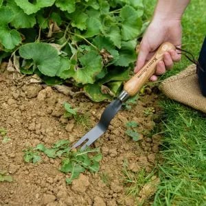 Carbon Steel Hand Daisy Grubber in soil