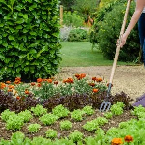 Kent & Stowe Carbon Steel Long Handled Fork in soil