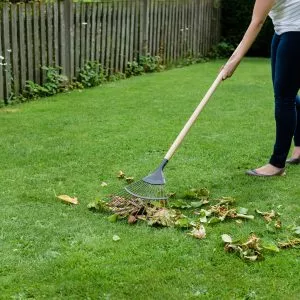 Kent & Stowe Carbon Steel Long Handled Leaf rake raking up leaves