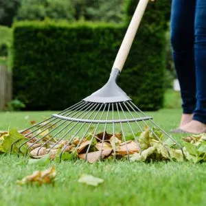 Kent & Stowe Carbon Steel Long Handled Leaf rake raking up leaves