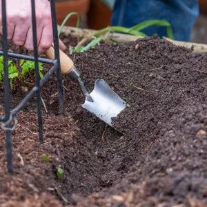 planting out sweet peas