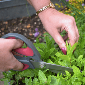 kent and stowe garden scissors in use
