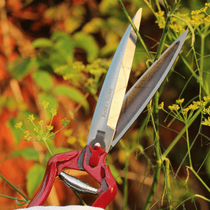 kent and stowe perennial hand shears in use