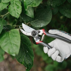 Kent & Stowe Professional Bypass Secateurs in use